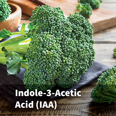 Indole-3-Acetic Acid (IAA)