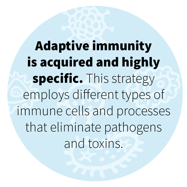 Adaptive immunity is acquired and highly specific. This strategy employs different types of immune cells and processes that eliminate pathogens and toxins.
