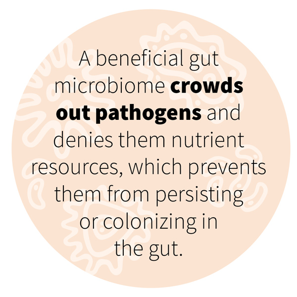 A beneficial gut microbiome crowds out pathogens and denies them nutrient resources, which prevents them from persisting or colonizing in the gut.