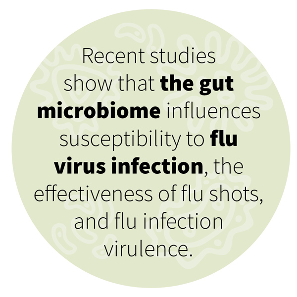 Recent studies show that the gut microbiome influences susceptibility to flu virus infection, the effectiveness of flu shots, and flu infection virulence.