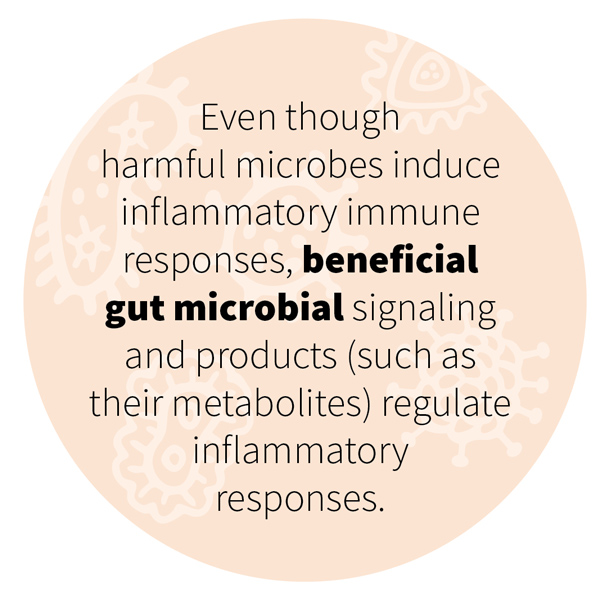 Even though harmful microbes induce inflammatory immune responses, beneficial gut microbial signaling and products (such as their metabolites) regulate inflammatory responses.