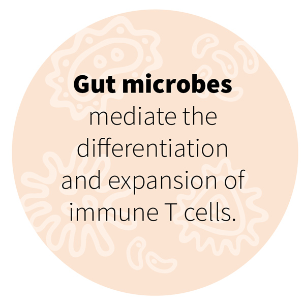 Gut microbes mediate the differentiation and expansion of immune T cells.